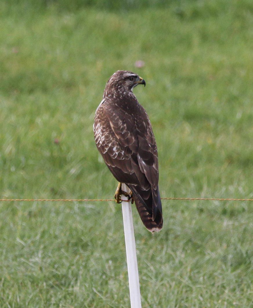 Buse variable - photo 02